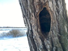 A Hollow In A Tree Trunk.
