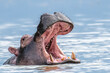 Angry hippo(Hippopotamus amphibius), hippo with a wide open mouth displaying dominance, Lake Mburo, Uganda, Africa