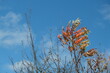Eine Pflanze mit roten Blätter und eine mit trockenen graue Stacheln auf dem Hintergrund von blauen Himmel mit weißen Wolken.