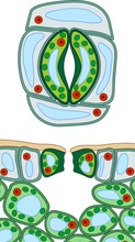 Stomatal Complex And Section View Of Stomate And Plant Leaf Structure