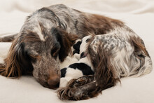 Female Dog And Newborn Puppies In Indoors.
