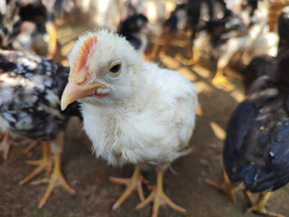 Wall Mural - a closeup shot of a white hen on the background of other chicken