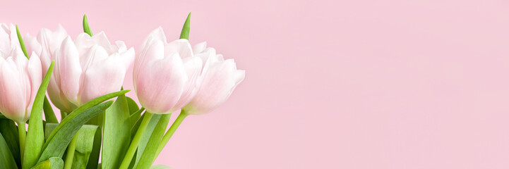 Wall Mural - Beautiful delicate bouquet of tulip flowers on pink background header. Wide screen wallpaper. Panoramic web banner with copy space for design