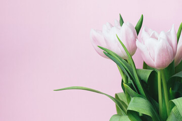 Wall Mural - Beautiful delicate bouquet of tulip flowers on pink background with copy space