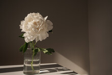 Aesthetic Luxury Flowers Composition. Elegant Delicate White Peony Flower In Glass Vase Casting Sunlight Shadow On White Table
