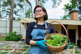 Fototapeta Lawenda - Portrait of mature female gardener, farmer in an apron with basket harvesting greens