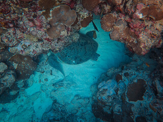 Poster - A view of the transparent water of the sea with a turtle swimming and coral reefs