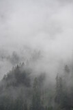 Fototapeta Na ścianę - bosco pioggia maltempo nuvole 