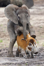 African Elephant Loxodonta And Red River Hog, Pretending Copulation Of Animals