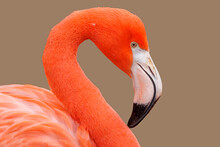 Bright Red American Flamingo, Close Up
