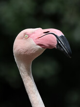 Close Up, Pink Flamingo Bird, Phoenicopterus