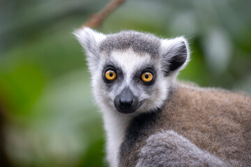 ring-tailed monkey, lemur catta