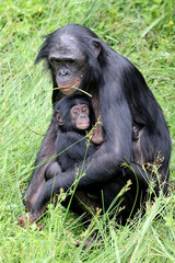 Wall Mural - bonobo monkeys in nature, Pan paniscus mother with baby