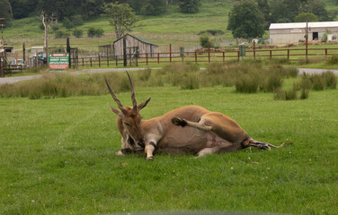 Giving birth Eland