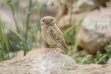 Ural owl sitting on the big stone. High quality photo