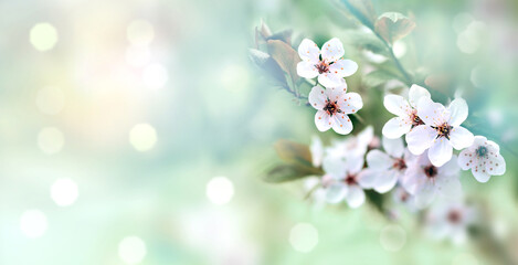 Wall Mural - Flowering branches on a color blurry background.