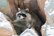 Raccoon In The Caucasus Mountains. Known For Its Intelligence And Cute Looking, Raccoons Are Invasive Alien Species For Europe And Caucasus, And Are Destroing Local Fauna