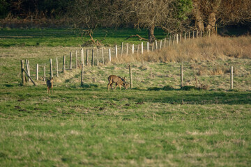 wild Roe Deer (Capreolus capreolus) feeding in a green grass meadow with low sun and long shadows