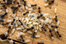 Group Of Ants With Their Larvae
