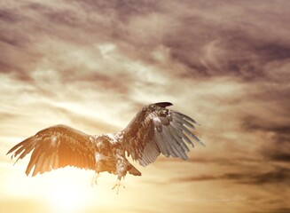 one flying falcon in the nature background in the sunset time