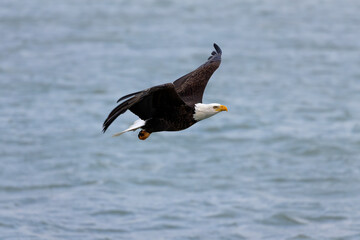 Sticker - The Bald eagle (Haliaeetus leucocephalus) in flight