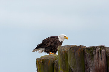 Canvas Print - The Bald eagle sitting on the shores of Lake Michigan