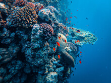 The Marine Life Around The Coral Reef With Tropical Exotic Fishes