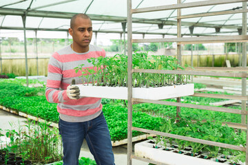 Wall Mural - Positive latina male worker stacking crates with seedlings on trolley in plant nursery