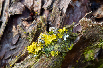 Canvas Print - Yellow Lichen Abstract 02