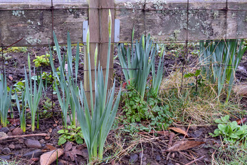 Canvas Print - Wooden Post Daffodil 22