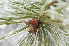 Closeup View Of Icy Pine Tree Branch With Cones