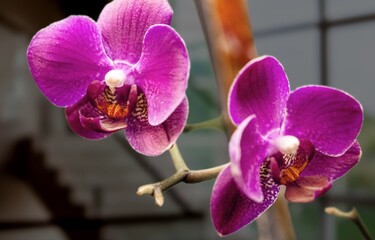 Sticker - Beautiful fresh purple orchid flowers.