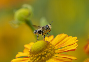 Wall Mural - Native bee taking flight from orange sneezeweed flower (Megachile)