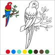 Coloring page birds. Cute parrot red macaw sits on the branch and smiles.