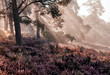 © Olga - blooming heather field in the morning mist