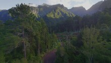 Lush Green Subtropical Forest In The Mountains Of Madeira, Flying Over Beautiful Tropical Woods
