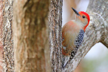 A Closeup Portrait Of A Lonely Red-bellied Woodpecker Perched On A Bare Branch Of A Tree
