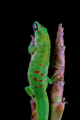 Wall Mural - Giant Male Day Gecko (Phelsuma) from Madagascar is cleaning its eyes by licking it. The red pattern or marking on Day Gecko like a human fingerprint, nothing is the same.