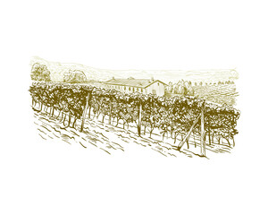 Sticker - Vineyard landscape vector sketch design. Hand drawn illustration