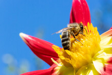 A Honey Bee Collecting Pollen At Yellow Stamens In A Flower With Blue Sky On A Background. A Bee Working On A Garden Flower.