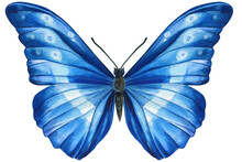 Watercolor Butterfly Isolated On White Background. Summer Blue Butterfly Illustration.