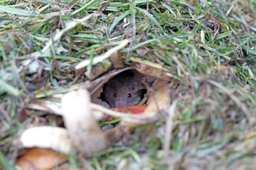 A house mouse hiding in a burrow dug in the compost pile.