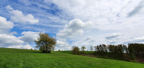 Wall Mural - Green meadow under blue sky with white clouds