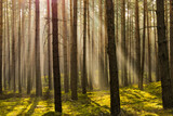 Fototapeta Fototapety na ścianę - Sosnowy las w mglisty, słoneczny poranek.