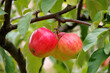 Trzy czerwone, błyszczące jabłka na gałęzi jabłoni w sadzie.
