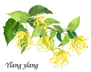 cananga flowers. blooming ylang-ylang bush with yellow flowers, realistic vector illustration.