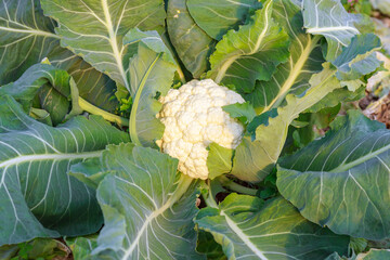 One cauliflower close up in a greenhouse or field. Agribusiness.