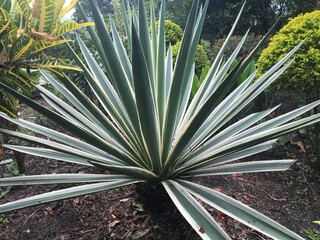 plant