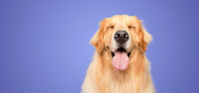 Happy Golden Retriever Dog Smiling With Closed Eyes Open Mouth Purple Background Studio Shot