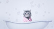 Funny wet gray tabby cute kitten after bath wrapped in towel with big eyes. Just washed lovely fluffy cat with soap foam on his head on white background. Free space for text. Cat for advertising tape.